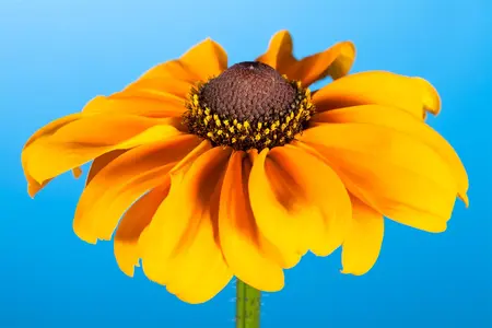 Rudbeckia hirta 'Littlebeckia Pirouette' - 3 Ltr pot - image 1