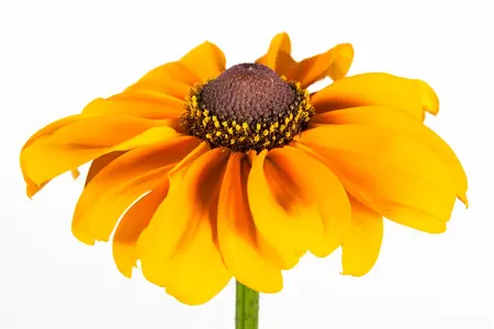 Rudbeckia hirta 'Littlebeckia Pirouette' - 3 Ltr pot - image 2