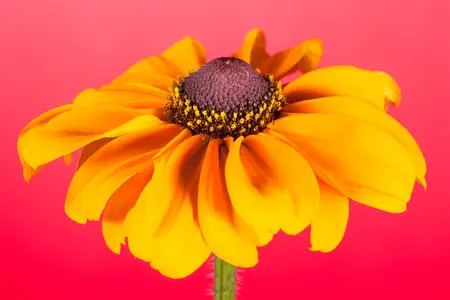 Rudbeckia hirta 'Littlebeckia Pirouette' - 3 Ltr pot - image 3