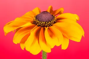 Rudbeckia hirta 'Littlebeckia Pirouette' - 3 Ltr pot - image 3