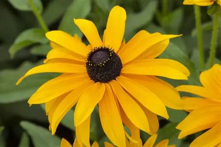 Rudbeckia hirta 'Littlebeckia Pirouette' - 3 Ltr pot - image 4