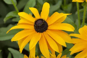 Rudbeckia hirta 'Littlebeckia Pirouette' - 3 Ltr pot - image 4
