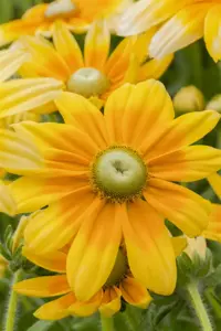 Rudbeckia hirta 'Prairie Sun' - P9 - image 2