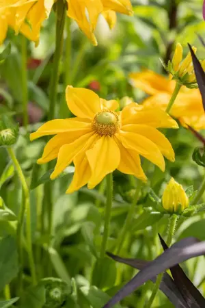 Rudbeckia hirta 'Prairie Sun' - P9 - image 5