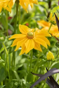 Rudbeckia hirta 'Prairie Sun' - P9 - image 5