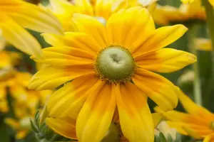 Rudbeckia hirta 'Prairie Sun'
