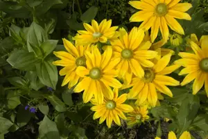 Rudbeckia hirta 'Prairie Sun' - P9 - image 3