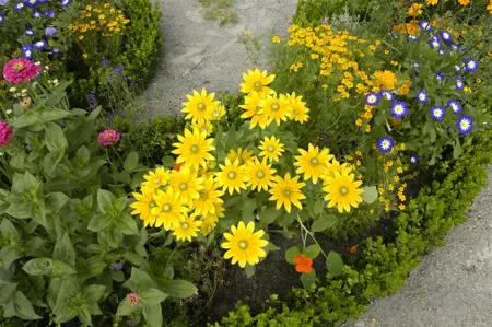 Rudbeckia hirta 'Prairie Sun' - P9 - image 4