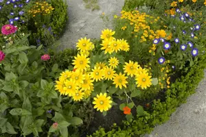Rudbeckia hirta 'Prairie Sun' - P9 - image 4