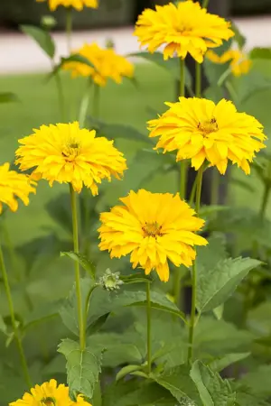 Rudbeckia laciniata - P9 - image 1