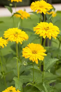Rudbeckia laciniata - P9 - image 1