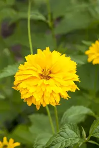 Rudbeckia laciniata - P9 - image 3