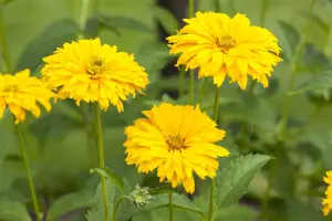 Rudbeckia laciniata - P9 - image 2