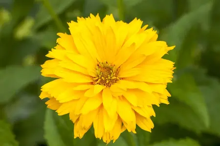 Rudbeckia laciniata - P9 - image 4