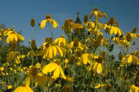 Rudbeckia nitida 'Herbstsonne' - P9