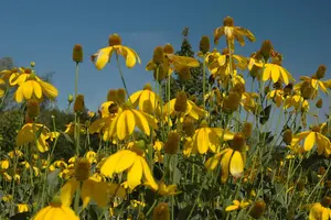 Rudbeckia nitida 'Herbstsonne' - P11