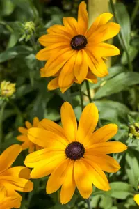 Rudbeckia 'Sun Ka Ching'
