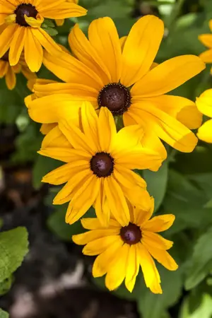 Rudbeckia 'Sun Ka Ching' - 3 Ltr pot - image 2