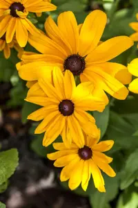Rudbeckia 'Sun Ka Ching' - 3 Ltr pot - image 2