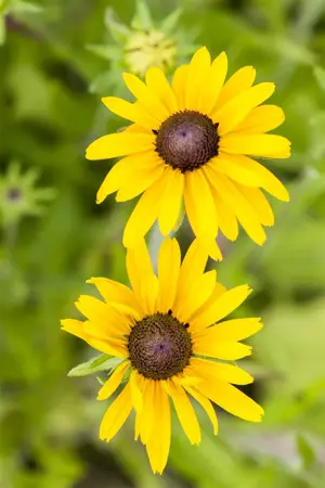 Rudbeckia 'Sun Ka Ching' - 3 Ltr pot - image 5