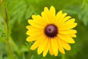 Rudbeckia 'Sun Ka Ching' - 3 Ltr pot - image 3