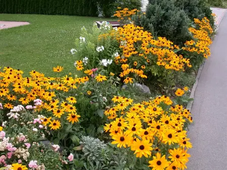 Rudbeckia 'Sun Ka Ching' - 3 Ltr pot - image 4