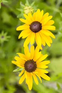 Rudbeckia 'Sunbeckia Ophelia' - 3 Ltr pot - image 5