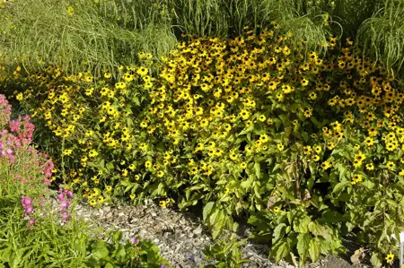 Rudbeckia triloba - P9 - image 1
