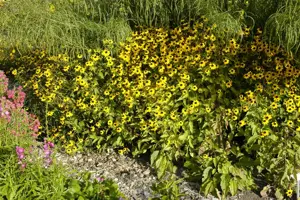 Rudbeckia triloba