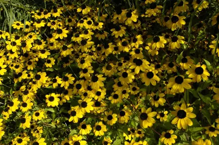 Rudbeckia triloba - P9 - image 2