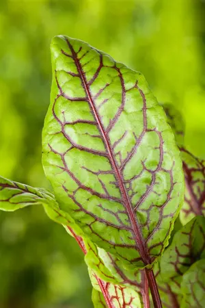 Rumex acetosa - P9 - image 2