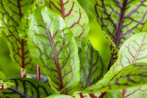 Rumex acetosa