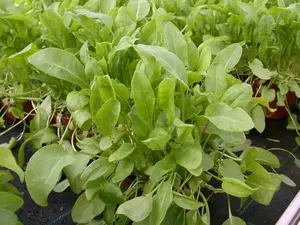 Rumex acetosa - P9 - image 3