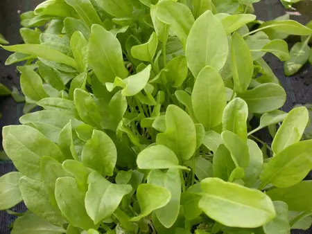 Rumex acetosa - P9 - image 4