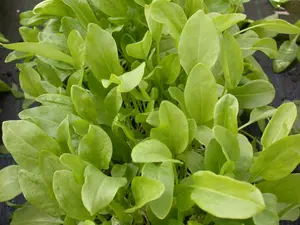 Rumex acetosa - P9 - image 4