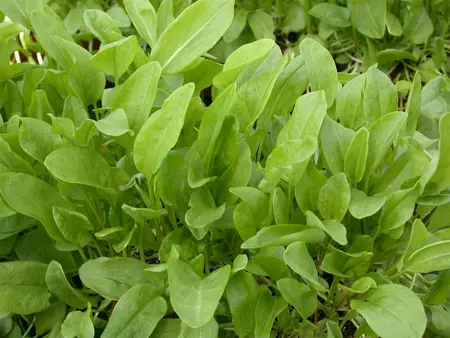 Rumex acetosa - P9 - image 5