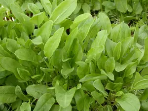 Rumex acetosa - P9 - image 5