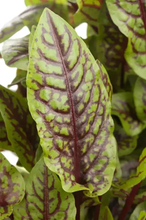 Rumex sanguineus - P9 - image 3