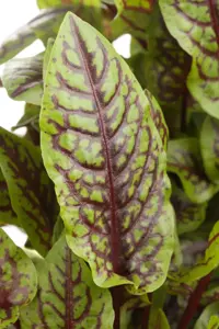 Rumex sanguineus - P9 - image 3