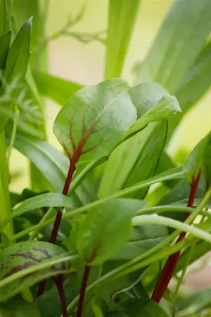 Rumex sanguineus - P9 - image 5