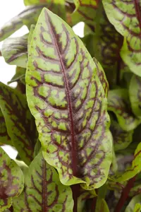 Rumex sanguineus - P13 - image 2