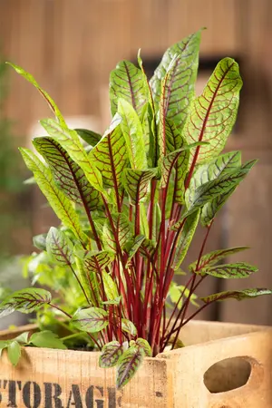 Rumex sanguineus - P13 - image 4