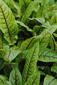 Rumex sanguineus - 17 cm aquatic basket - image 1