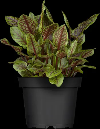 Rumex sanguineus - 17 cm aquatic basket - image 2