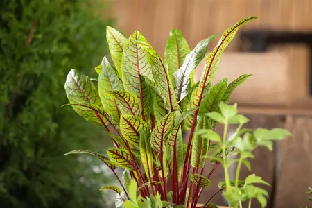 Rumex sanguineus - P13 - image 5