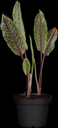 Rumex sanguineus - 17 cm aquatic basket - image 4