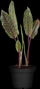 Rumex sanguineus - 17 cm aquatic basket - image 4