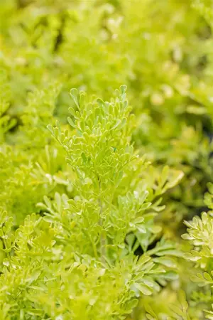 Ruta graveolens - P9 - image 2