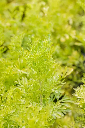 Ruta graveolens - P11 - image 2