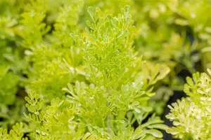 Ruta graveolens